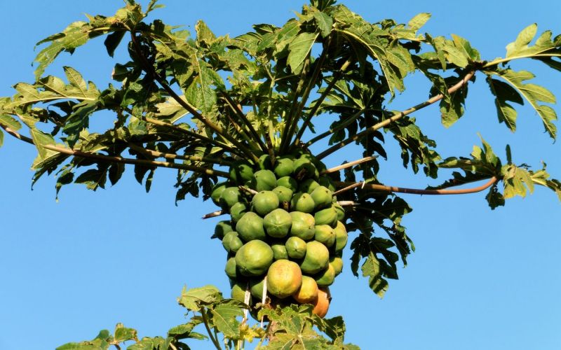 Plantes médicinales