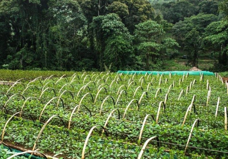 Scak - Producteur de Quinquina au Kivu