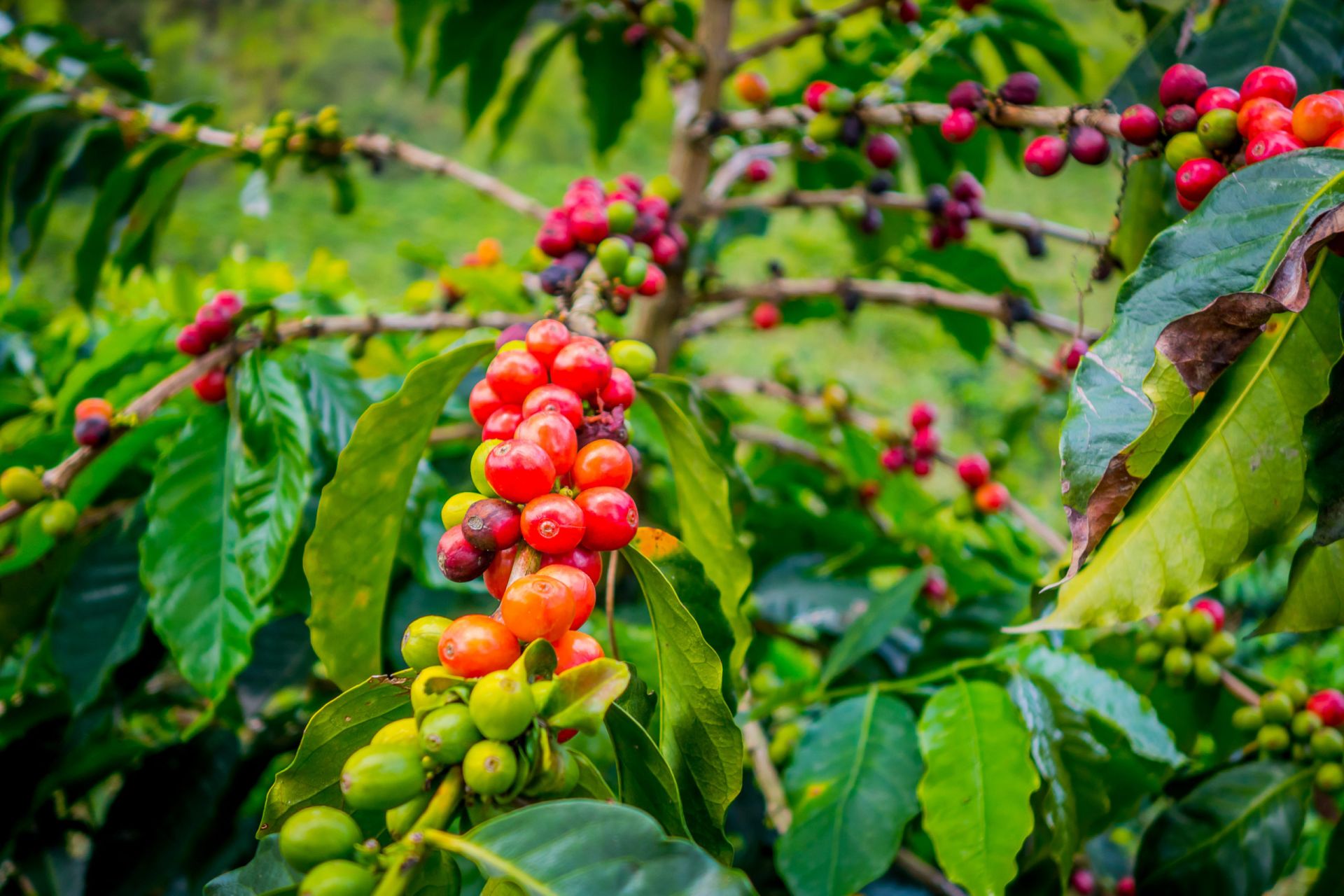 SCAK - Producteur de café Arabica et Robusta au Kivu