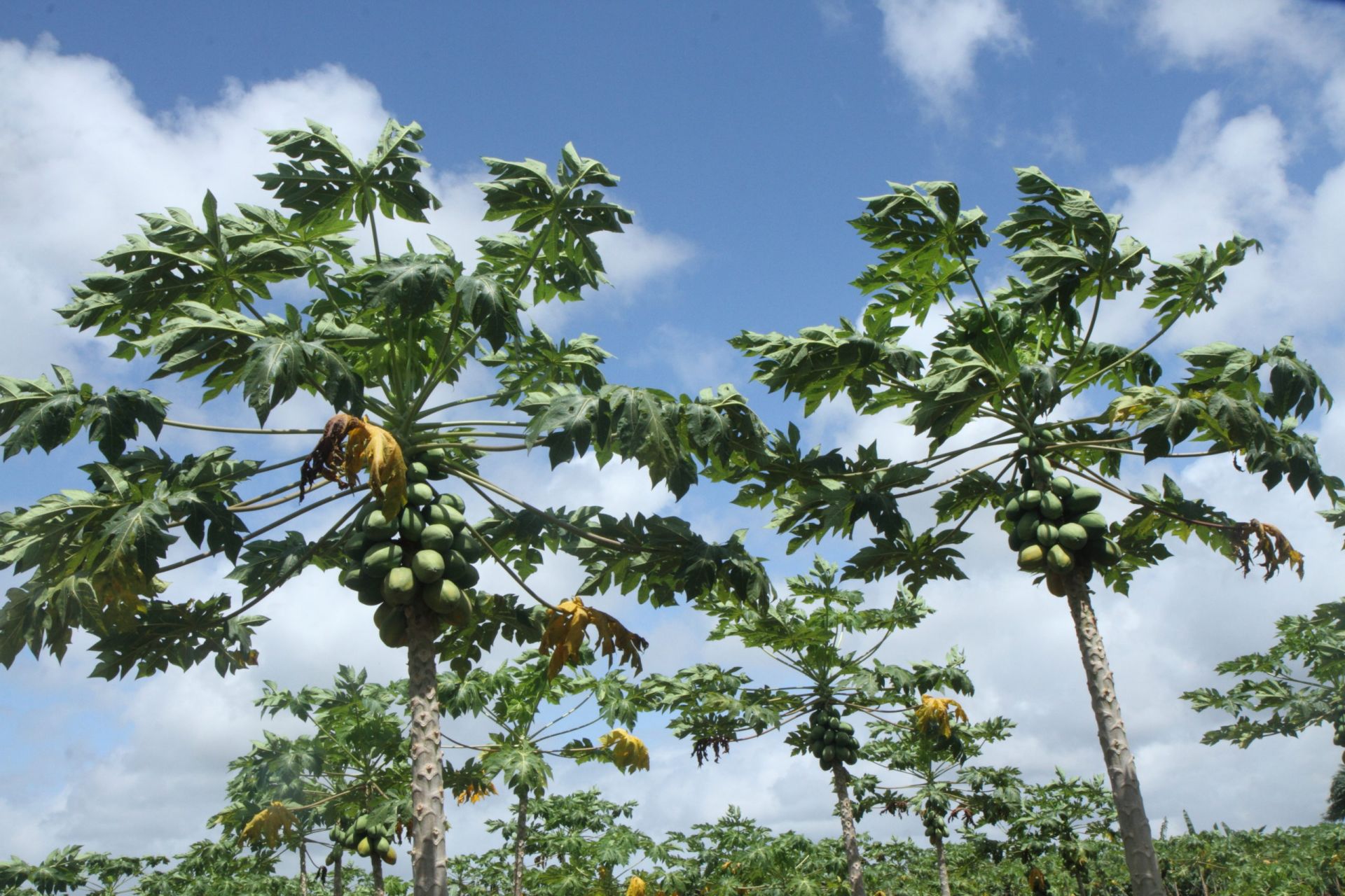SCAK - Producteur de plantes médicinales au Kivu