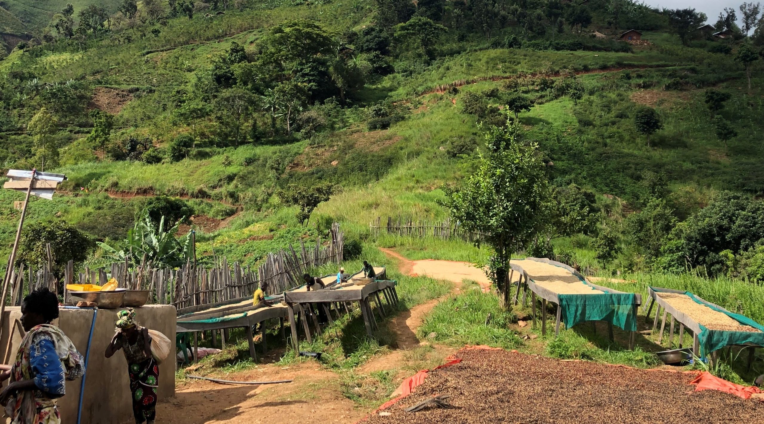 SCAK - Société Coopérative d'Agriculture au Kivu